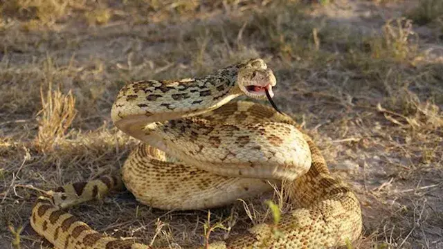 هل تنذر زيادة الثعابين بانخفاض فيضان النيل؟.. خبير يجيب