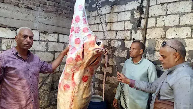 "أختام مزورة ومادة ملونة".. ضبط 151 كيلو لحوم داخل محل جزارة بالمنيا (صور)
