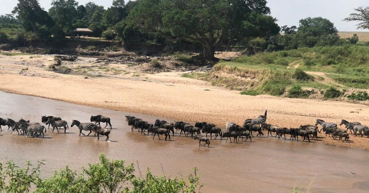 The battle for the Maasai Mara: Can Kenya’s most iconic ecosystem be saved?