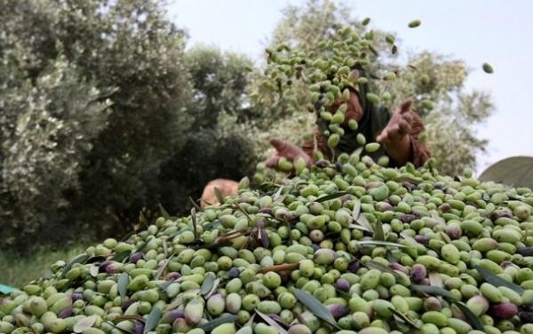 وزير السياحة ومحافظ مطروح يبحثان مقترح إقامة مهرجان لحصاد الزيتون والتراث الشعبي