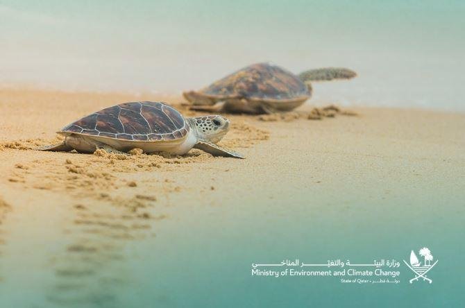 وزارة البيئة تختتم موسم تعشيش السلاحف البحرية لعام 2026