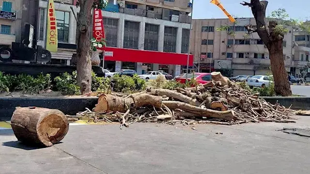لا تُزال عشوائيًا.. رئيس حي العجوزة يكشف ضوابط قطع الأشجار
