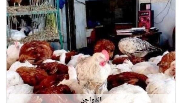 أسعار الدواجن في أسوان اليوم الأحد 26-7-2026