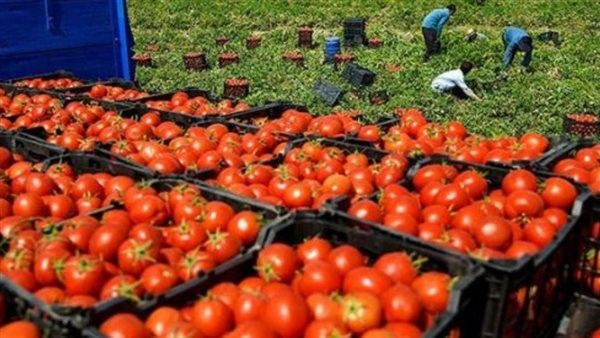 انخفاض أسعار الطماطم إلى 10 جنيهات بكفر الشيخ.. والأهالي: انفراجة تخفف أعباء المعيشة