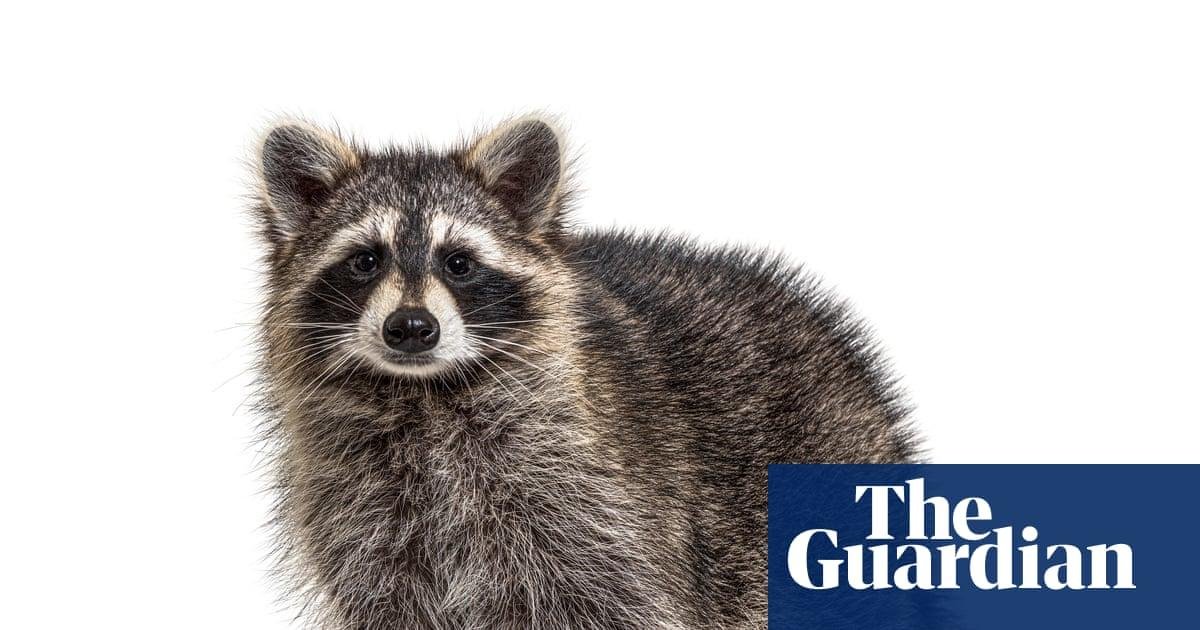 Thursday news quiz: Elections denied, a dog surprise, and a very viral raccoon