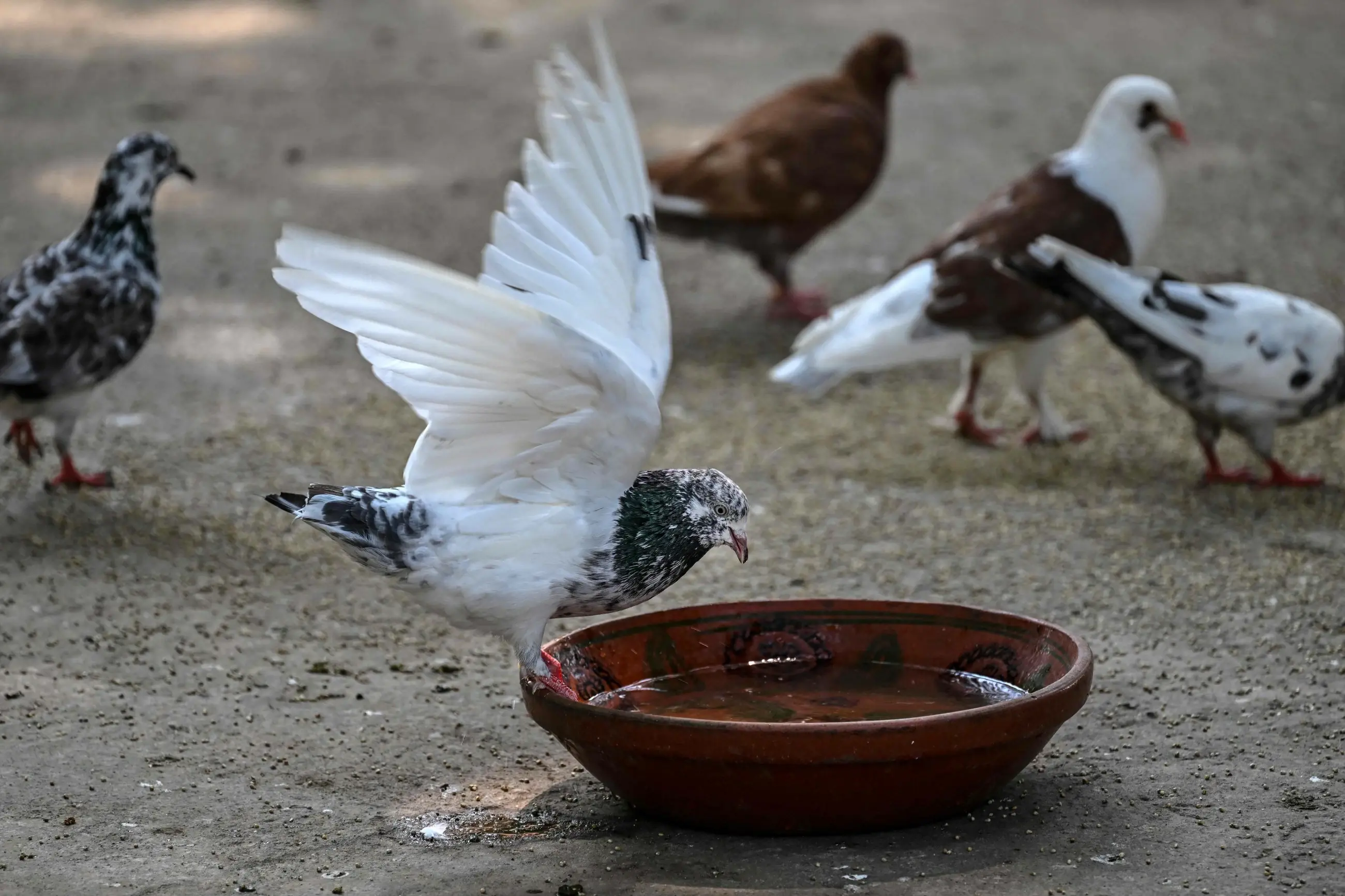 Wildlife rescuers help birds survive Pakistan's hotter summers