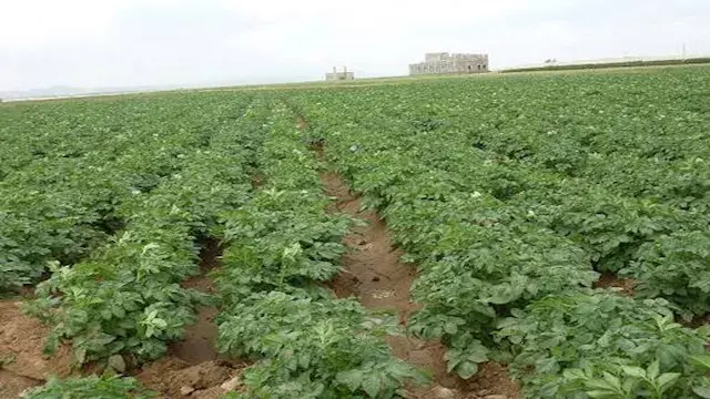 "معلومات المناخ" يحذر: مواعيد الزراعة القديمة قد تضر المحصول.. وهذا موعد التحرك