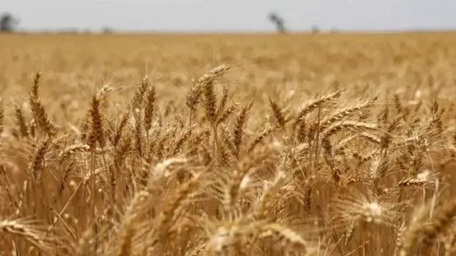 موسم القمح ينتهي برقم قياسي.. البحيرة تحقق زيادة 30.7% في التوريدات