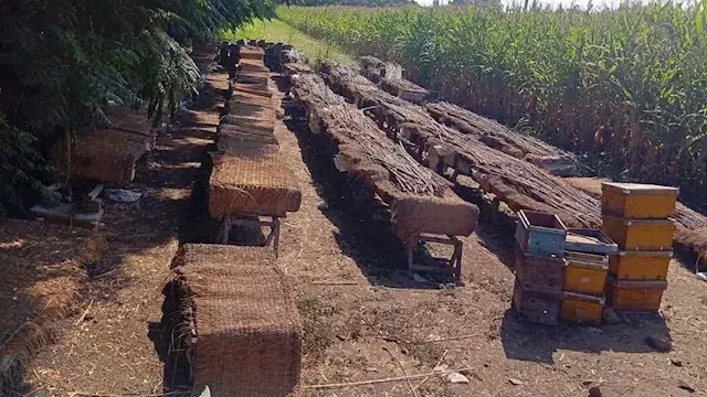 منحل بجوار المقابر يثير شكوى الأهالي بالمنوفية.. وتحرك عاجل من المحليات