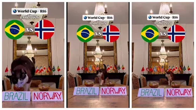 "القط العراف".. يتوقع نتيجة مباراة البرازيل والنرويج في دور الـ 16 من كأس العالم