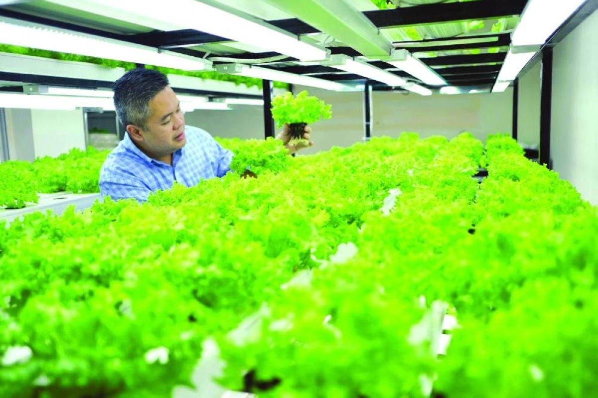 Qatar startup grows hydroponics for a hotter, drier future