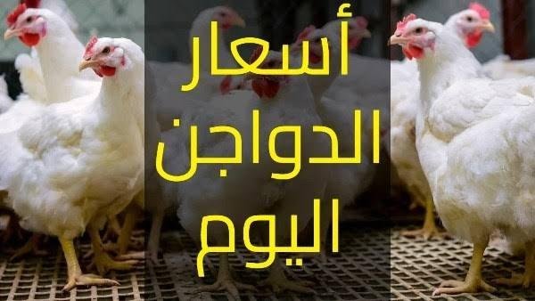 البانيه يبدأ من 180.. أسعار الدواجن والبيض اليوم الخميس