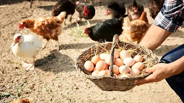 ارتفاع أسعار الدواجن والبيض اليوم بالأسواق (موقع رسمي)