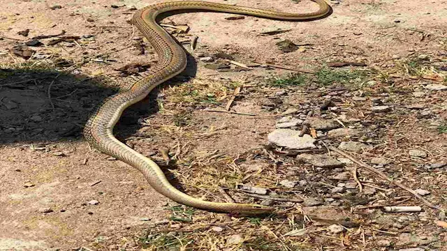خرج من حمام منزل بمسطرد ولدغتين بقرنفيل.. تفاصيل تحرك الزراعة ضد ثعابين القليوبية