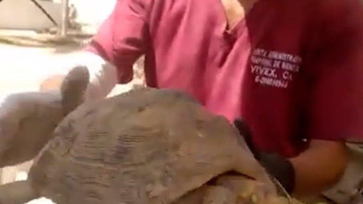 Turtle rescued from rubble a month after Venezuela earthquake