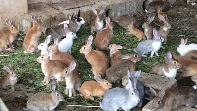 لماذا يوقف مربو الأرانب الإنتاج 3 أشهر؟.. بحوث الحيوان يكشف السبب