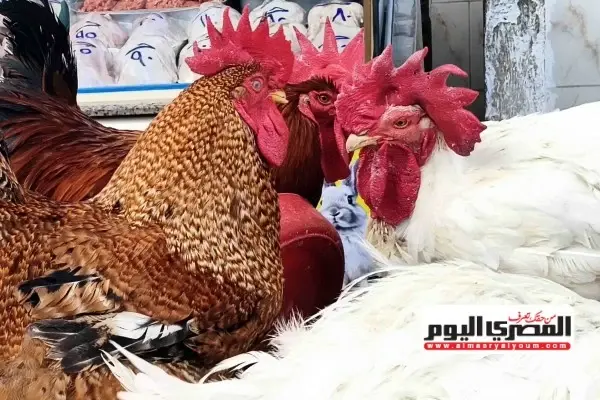 بعد انخفاض الكيلو.. أسعار الفراخ اليوم السبت 15 أغسطس 2026 في بورصة الدواجن