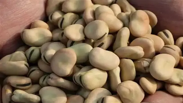 انخفاض أسعار الفول والدقيق اللحوم بالأسواق اليوم الثلاثاء (موقع رسمي)