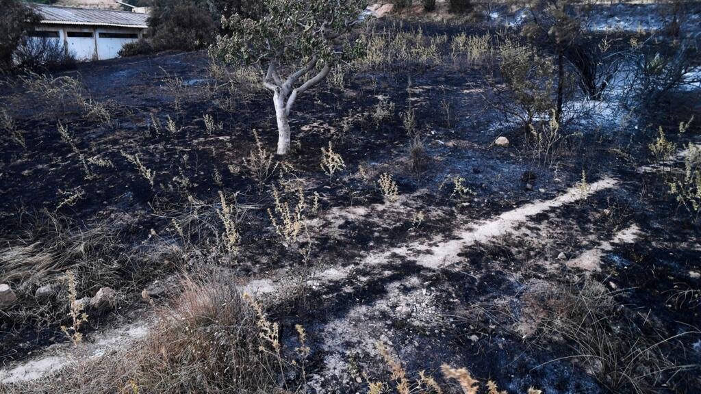 حرائق غابات واسعة في الجزائر تخلف 12 قتيلا وعشرات المصابين