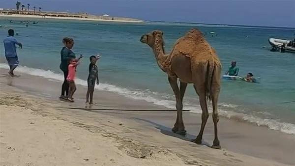 أجواء مبهجة على شاطئ الغردقة.. جمل يشارك المصطافين لحظات الترفيه