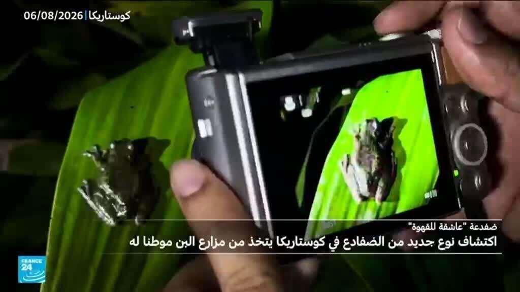 اكتشاف نوع جديد من الضفادع في كوستاريكا يتخذ من مزارع البن موطنا له