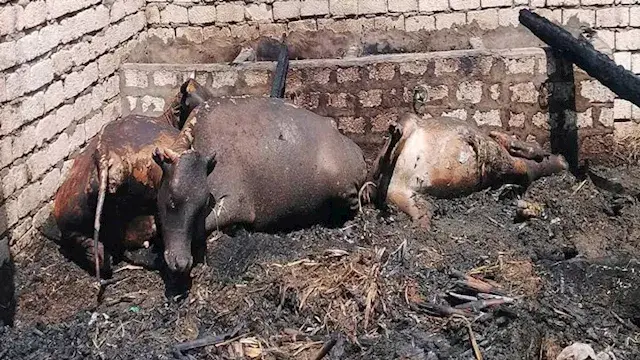 نفوق 7 رؤوس ماشية في حريق 3 أحواش بسوهاج