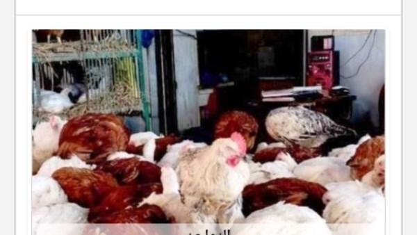 أسعار الدواجن في أسوان اليوم الإثنين 17-8-2026