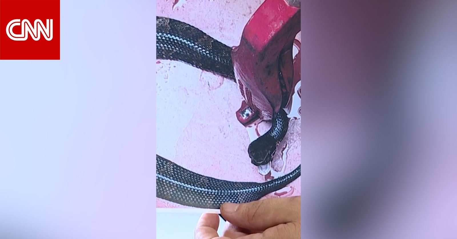 شاهد.. لاعب كرة قدم يكتشف ثعباناً شديد السمية داخل خوذته