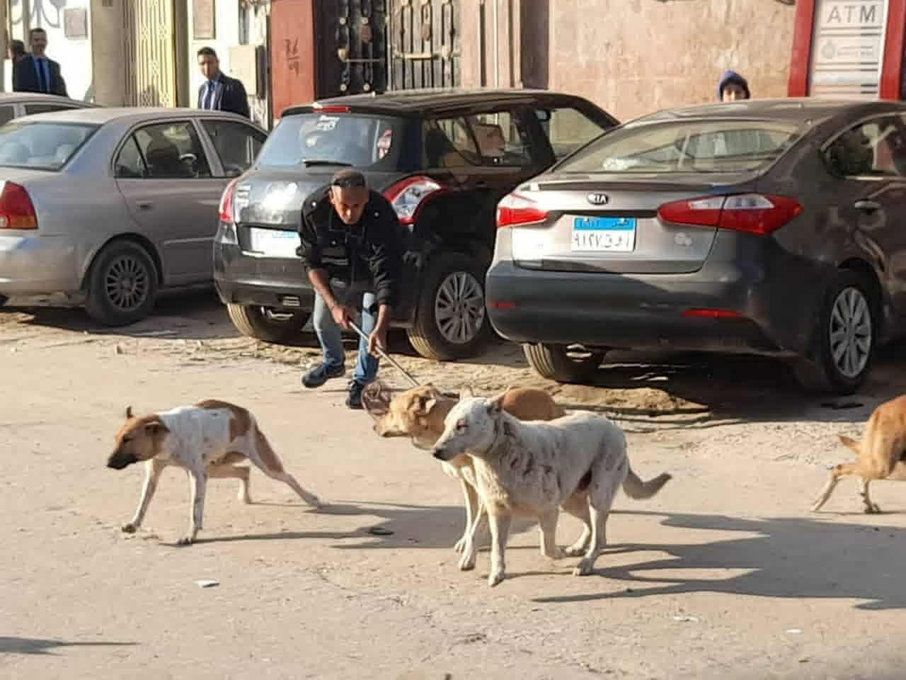 مفيش قتل جماعي.. الزراعة تكشف خطة التعامل مع الكلاب الضالة