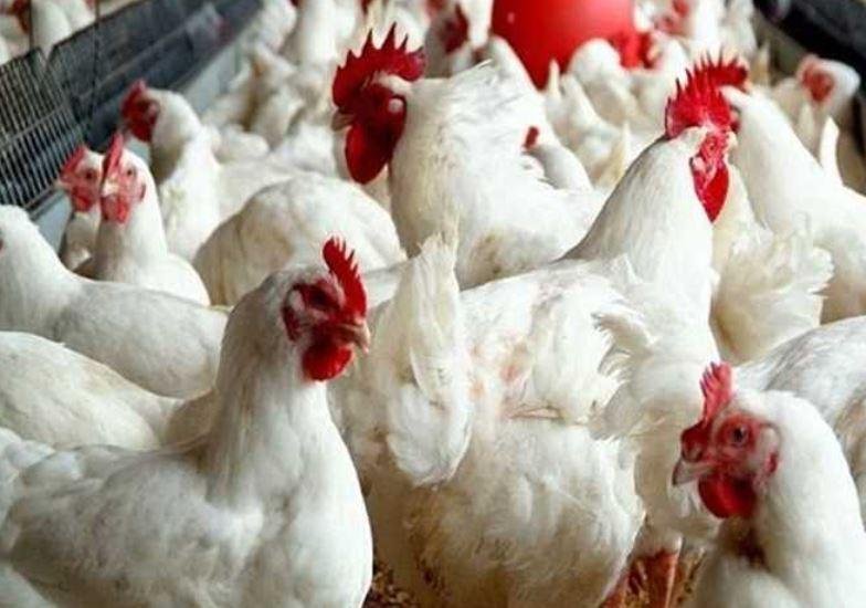 رئيس شعبة الدواجن: سعر الكيلو 59 جنيها بالمزرعة.. والتكلفة الفعلية تصل إلى 75