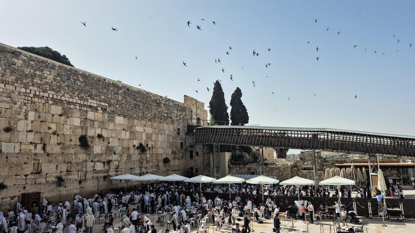 An Israeli paraglider tries to save migrating swifts that nest in the Western Wall