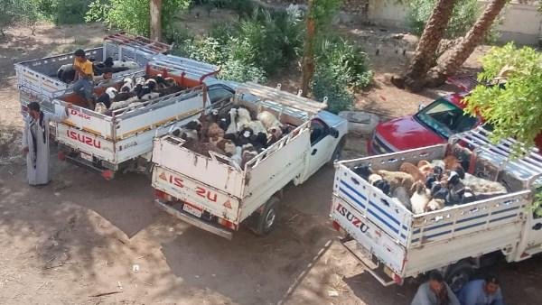 ضمن مشروع «باب أمل».. «بيطري سوهاج» تسلّم رؤوس أغنام للمستفيدين بساقلته بعد فحوصات وتحصينات شاملة|صور