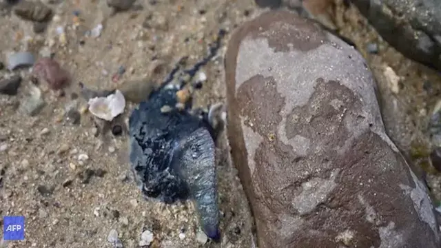 ظهور قناديل بحر سامة على شواطئ إسبانيا.. ماذا يحدث؟