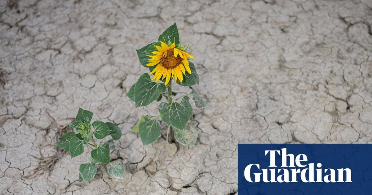 Climate crisis-driven heat ‘sucking soils dry’ as extreme drought hits Europe