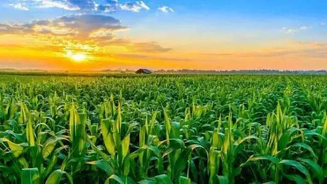 من الذرة إلى المانجو.. كيف تضرب درجات الحرارة المرتفعة إنتاج المحاصيل المصرية؟