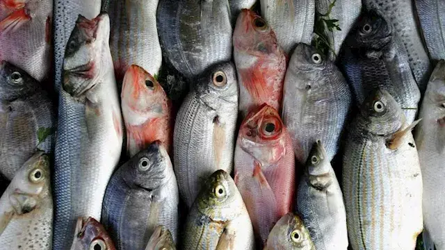 أسعار الأسماك والمأكولات البحرية في سوق العبور.. ارتفاع المكرونة السويسي