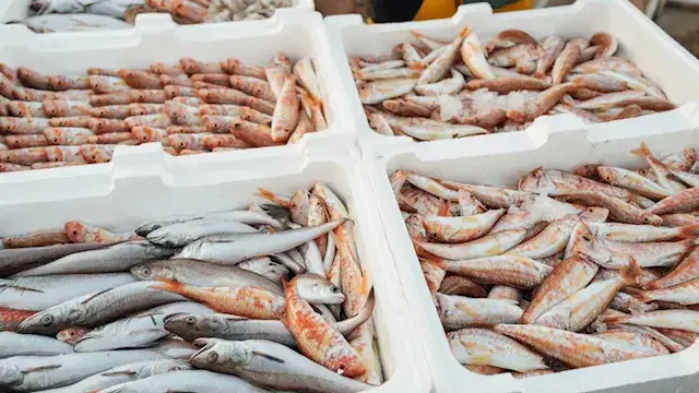 الزراعة: مصر تنتج 2.2 مليون طن أسماك سنويًا.. 77.5% منها عبر الاستزراع