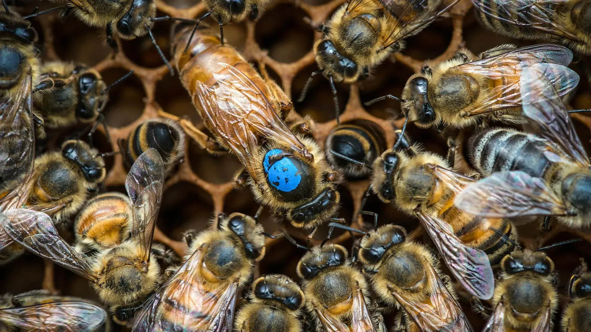 Scientists discover the hidden brain switch that assigns bees their jobs