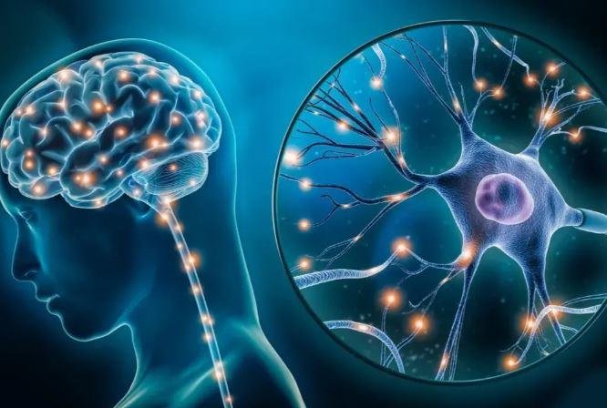 الخلية العصبية في المخ.. هل تؤدي وظيفة واحدة أم هي متعددة المهام؟