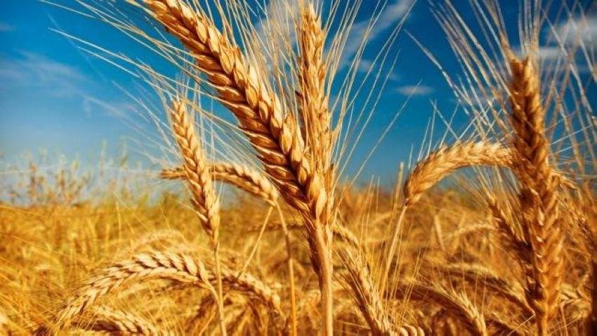 ارتفاع درجات الحرارة يثير قلق مزارعي القمح في أمريكا مع زيادة أسعار المحصول