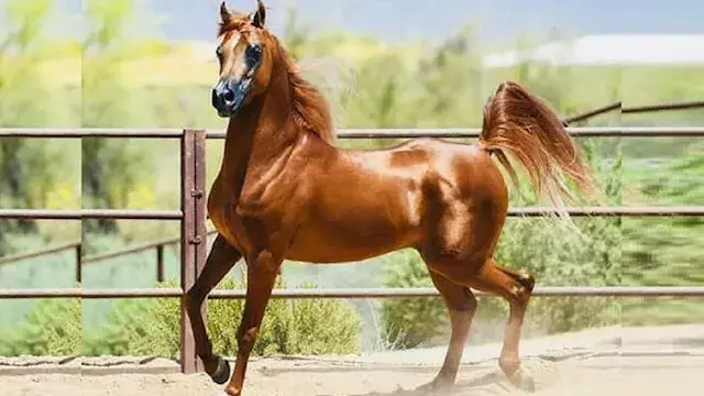 ليس مجرد مشروب غريب.. ماذا يفعل حليب الفرس بالأمعاء؟