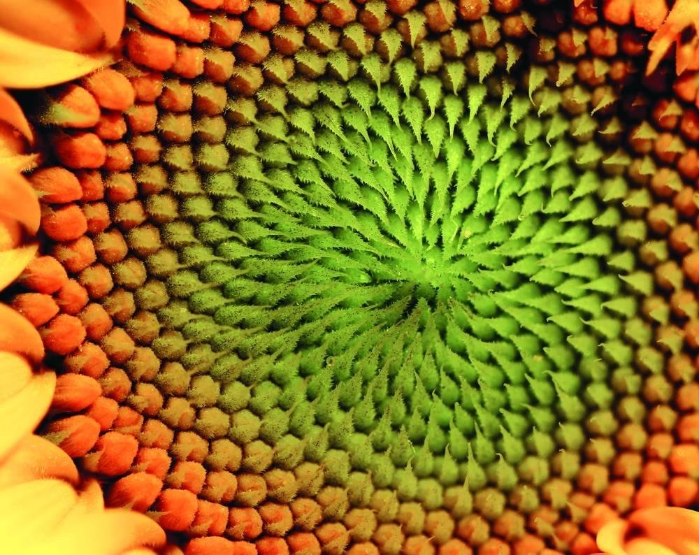 Sunflower’s spiral splendour