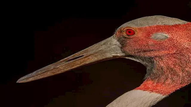 كركي ساروس.. تعرف على أطول طائر محلق في العالم