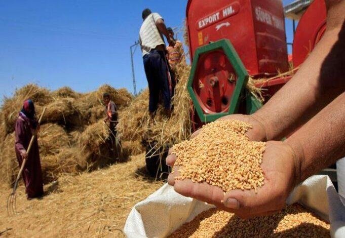 متحدث الزراعة: نستهدف زيادة مساحة القمح العام المقبل والاقتراب من 4 ملايين فدان