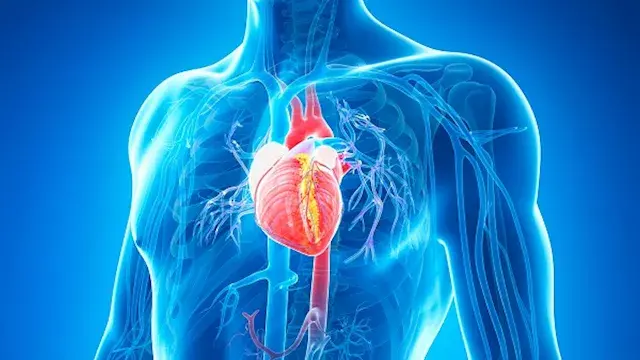 7 وجبات خفيفة غنية بالدهون الصحية.. قد تعزز صحة قلبك