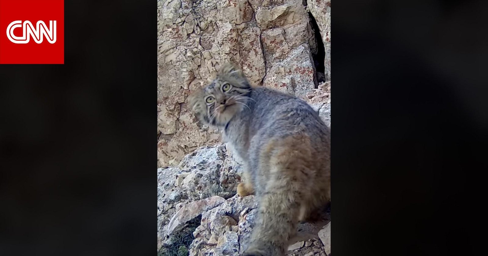 السنّور المغولي.. لقطات نادرة لقط خجول وغامض أمام الكاميرا