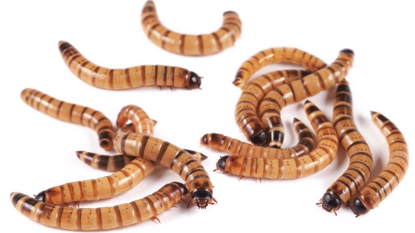 A bug commonly sold at pet stores is helping scientists with a vexing task