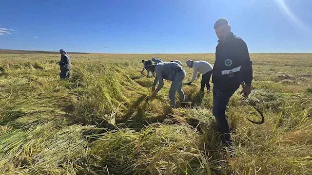 مصر تستعرض تجربتها في إنتاج الأرز وتدعو لتعزيز التعاون الأفريقي