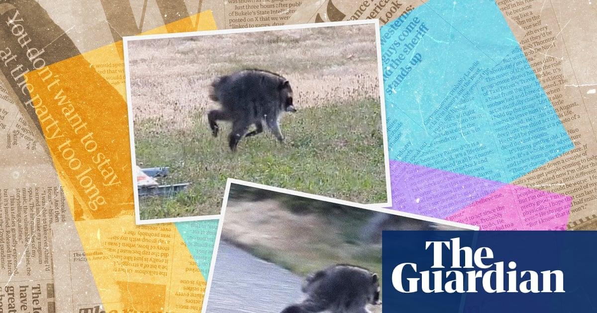 Who is Jimothy? Seven things you need to know about the internet’s favourite raccoon