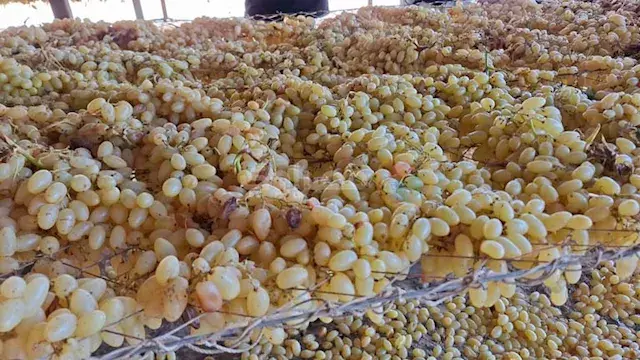كيف يتحول العنب إلى زبيب؟.. "مصراوي" يكشف أسرار الرحلة من مزارع المنيا - فيديو وصور